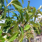 Vavrínovec lekársky (Prunus laurocerasus) ´NOVITA´ - výška 270-290 cm, obvod kmeňa 6/8 cm, kont. C20L/ C30L  (-22°C) NA KMIENKU